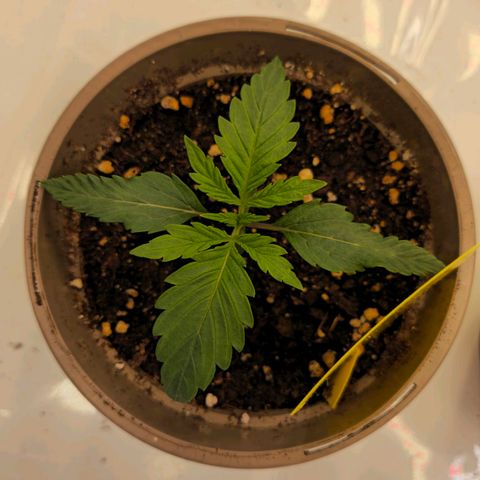 Amnesia  #2 growlog timeline photo