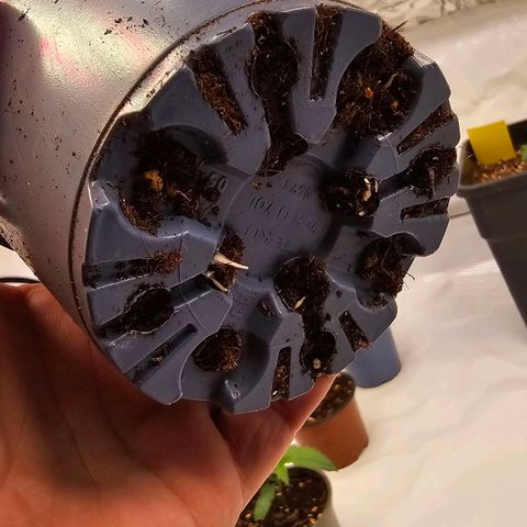 Amnesia  #2 growlog timeline photo