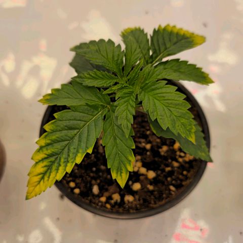 Amnesia  #2 growlog timeline photo