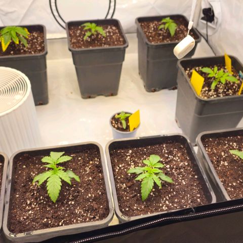 Amnesia  #2 growlog timeline photo