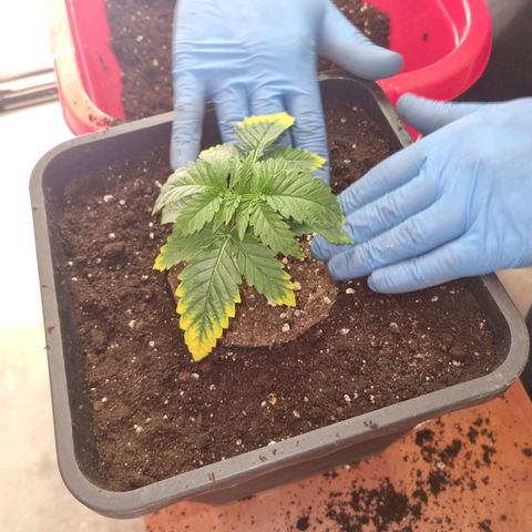 Amnesia  #2 growlog timeline photo