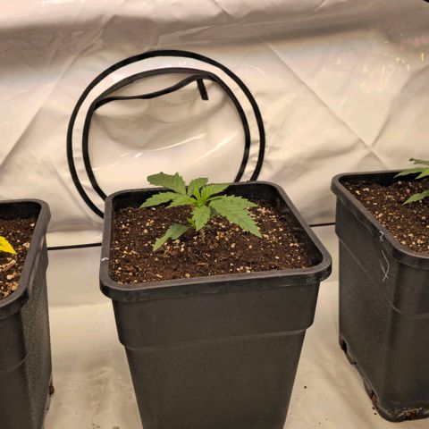 Amnesia  #2 growlog timeline photo