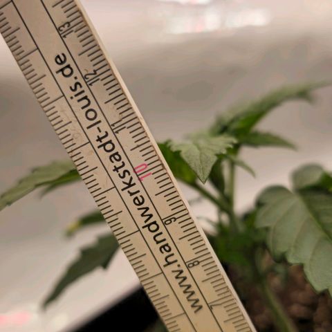 Amnesia  #2 growlog timeline photo
