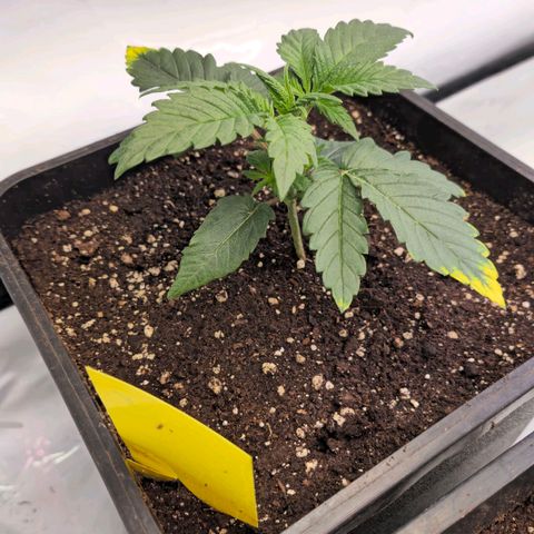 Amnesia  #2 growlog timeline photo