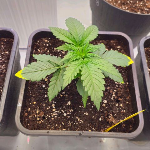 Amnesia  #2 growlog timeline photo
