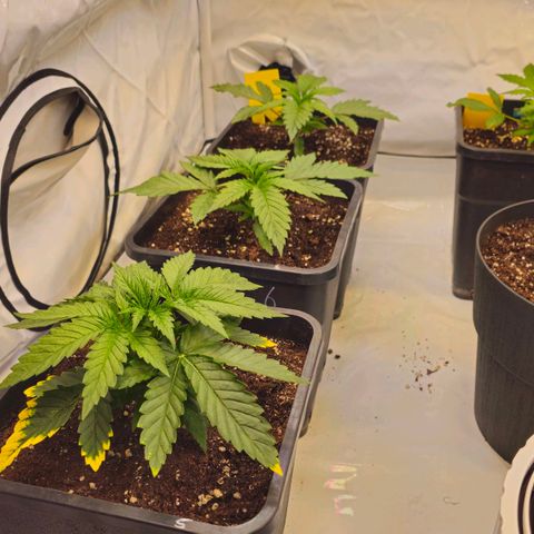 Amnesia  #2 growlog timeline photo