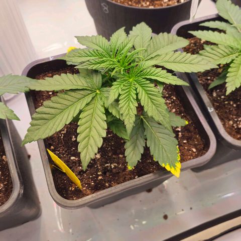 Amnesia  #2 growlog timeline photo