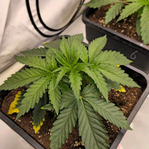 Amnesia  #2 growlog timeline photo