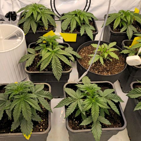 Amnesia  #2 growlog timeline photo