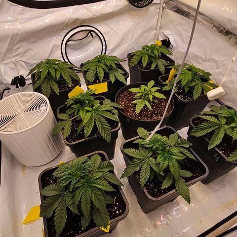 Amnesia  #2 growlog timeline photo