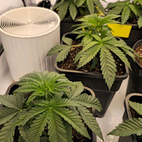 Amnesia  #2 growlog timeline photo