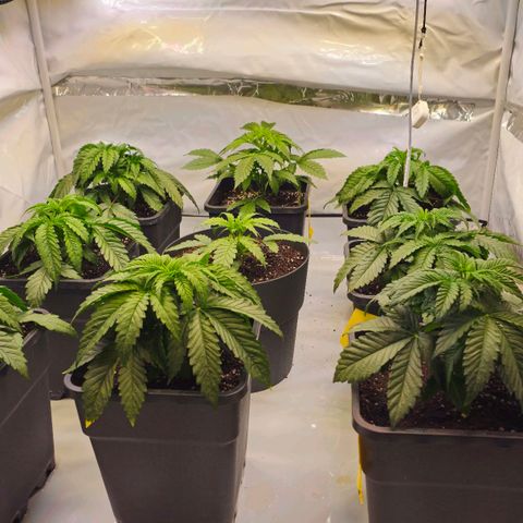 Amnesia  #2 growlog timeline photo