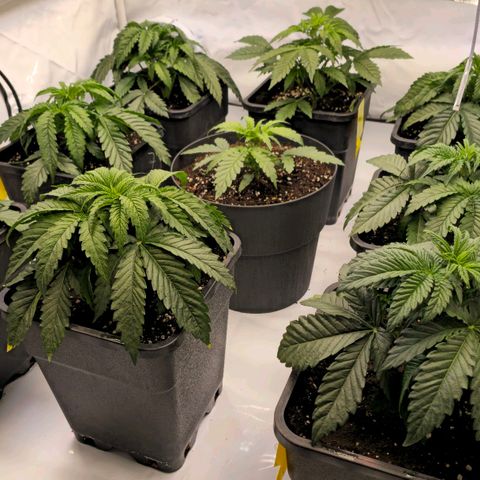 Amnesia  #2 growlog timeline photo