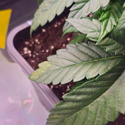 Amnesia  #2 growlog timeline photo