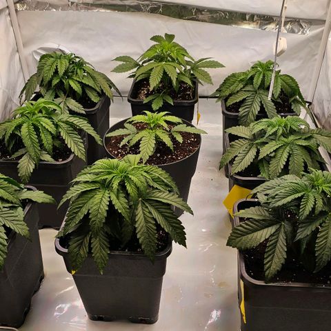 Amnesia  #2 growlog timeline photo