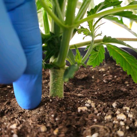 Amnesia  #2 growlog timeline photo