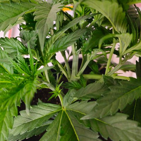 Amnesia  #2 growlog timeline photo