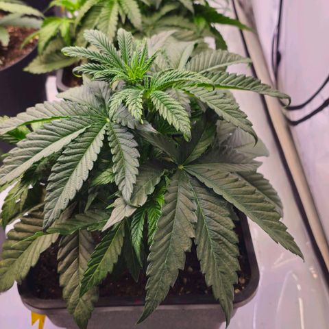 Amnesia  #2 growlog timeline photo
