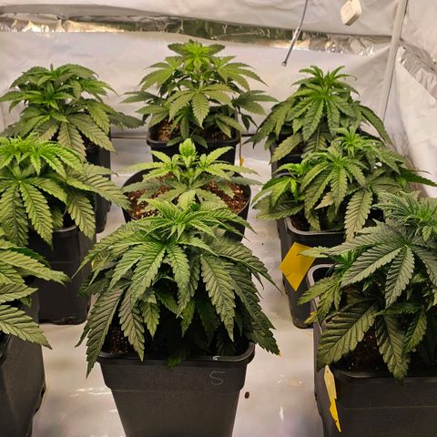Amnesia  #2 growlog timeline photo