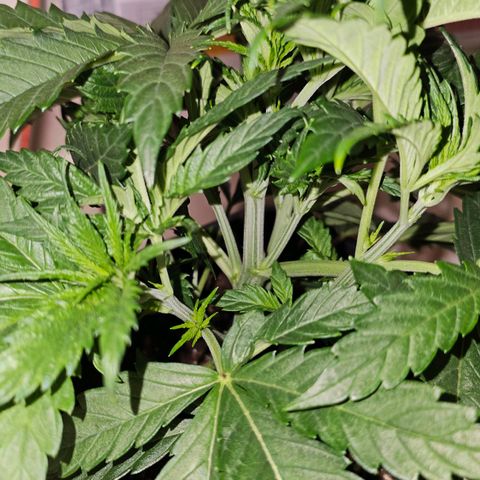 Amnesia  #2 growlog timeline photo