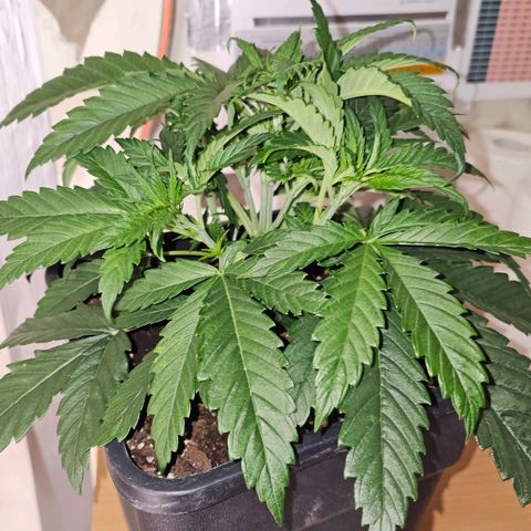 Amnesia  #2 growlog timeline photo