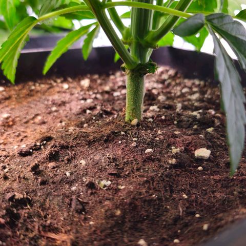 Amnesia  #2 growlog timeline photo