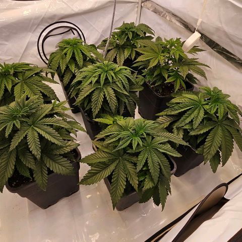 Amnesia  #2 growlog timeline photo