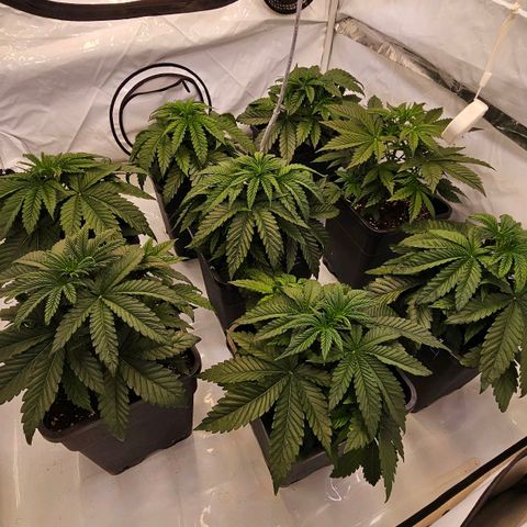 Amnesia  #2 growlog timeline photo