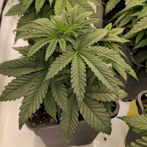 Amnesia  #2 growlog timeline photo