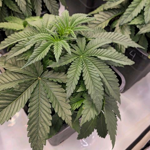 Amnesia  #2 growlog timeline photo