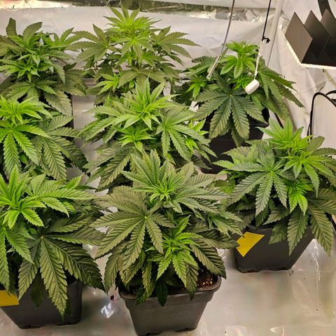 Amnesia  #2 growlog timeline photo
