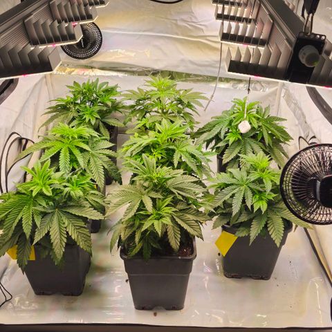 Amnesia  #2 growlog timeline photo