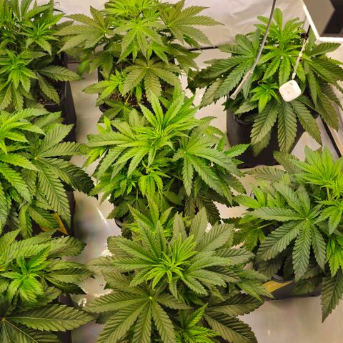 Amnesia  #2 growlog timeline photo