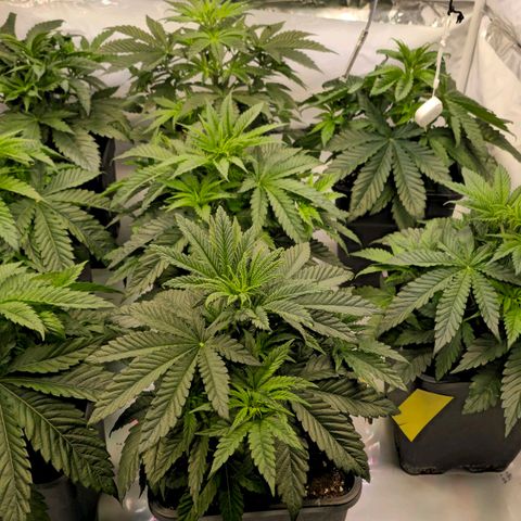 Amnesia  #2 growlog timeline photo