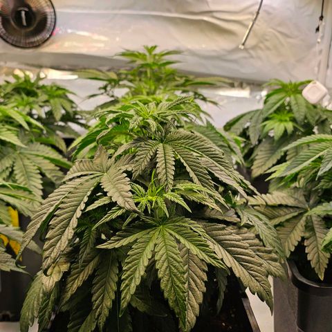 Amnesia  #2 growlog timeline photo