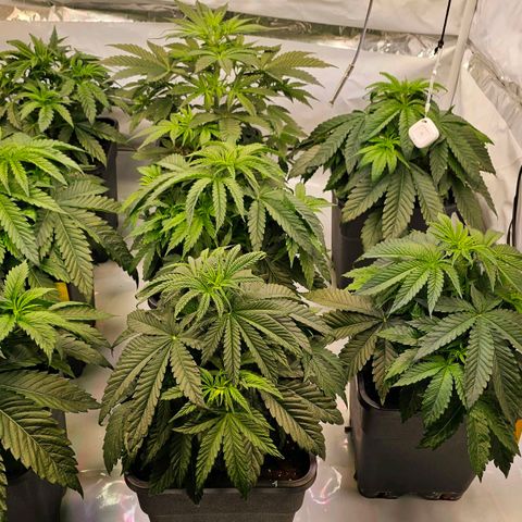 Amnesia  #2 growlog timeline photo