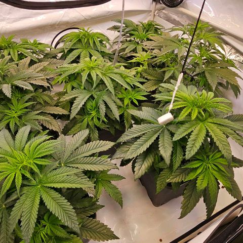 Amnesia  #2 growlog timeline photo