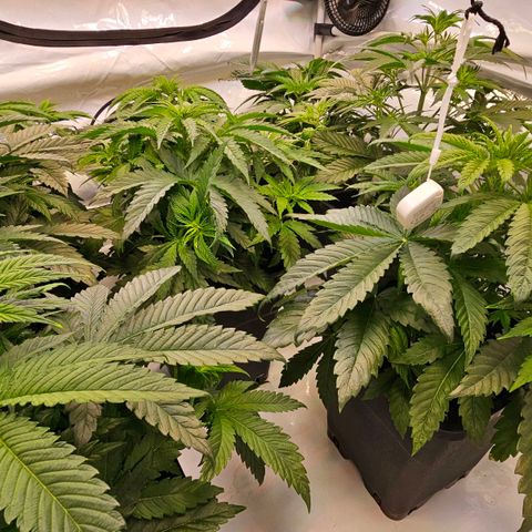 Amnesia  #2 growlog timeline photo