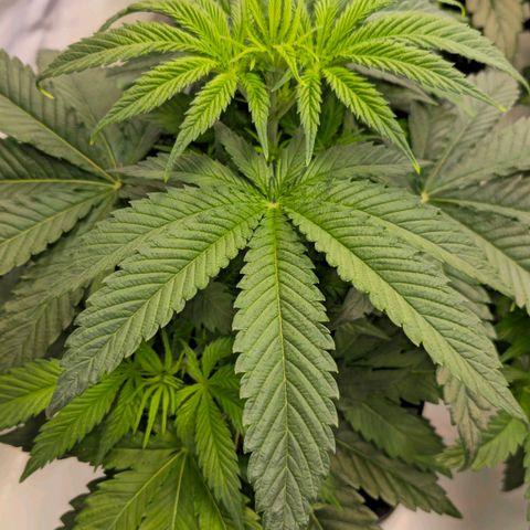 Amnesia  #2 growlog timeline photo