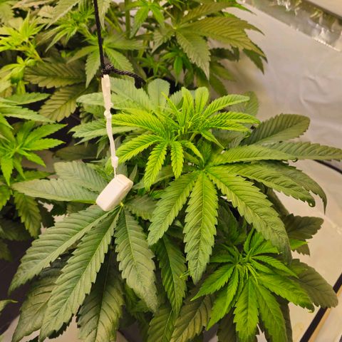 Amnesia  #2 growlog timeline photo