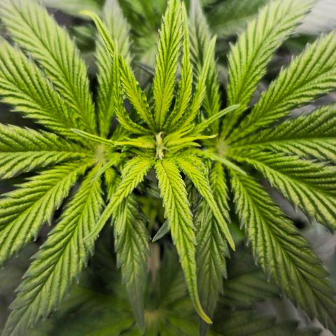 Amnesia  #2 growlog timeline photo