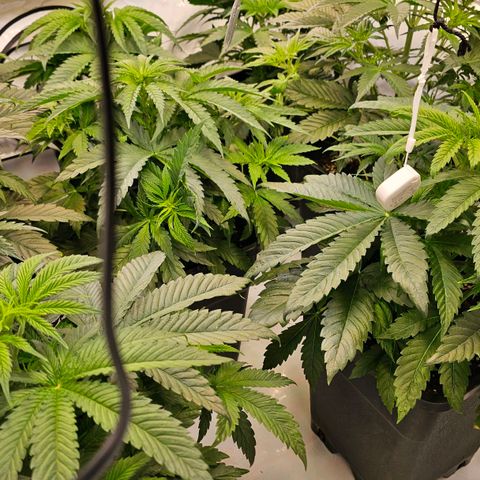 Amnesia  #2 growlog timeline photo