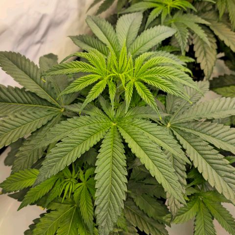 Amnesia  #2 growlog timeline photo