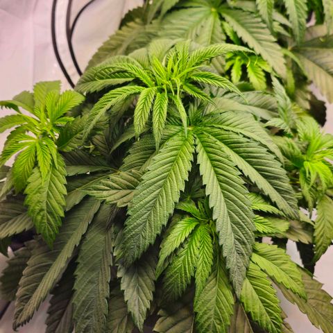 Amnesia  #2 growlog timeline photo