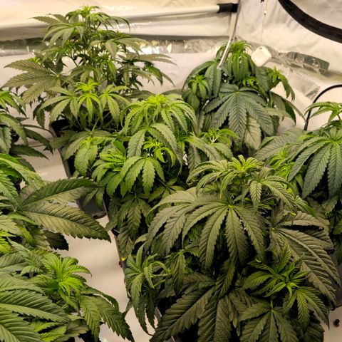 Amnesia  #2 growlog timeline photo