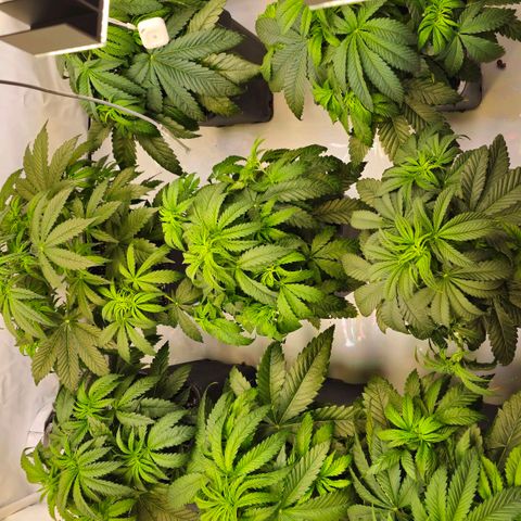 Amnesia  #2 growlog timeline photo