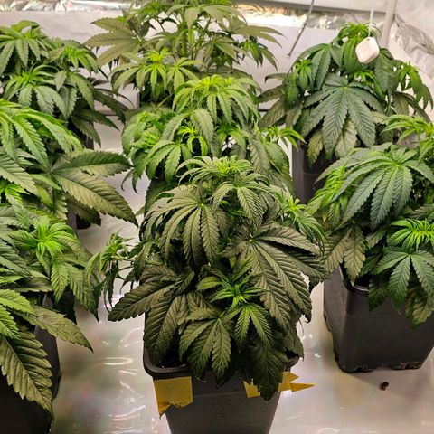 Amnesia  #2 growlog timeline photo