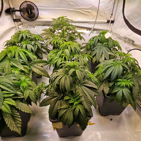 Amnesia  #2 growlog timeline photo