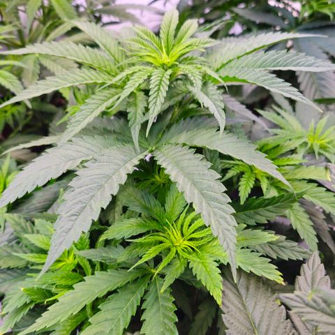 Amnesia  #2 growlog timeline photo