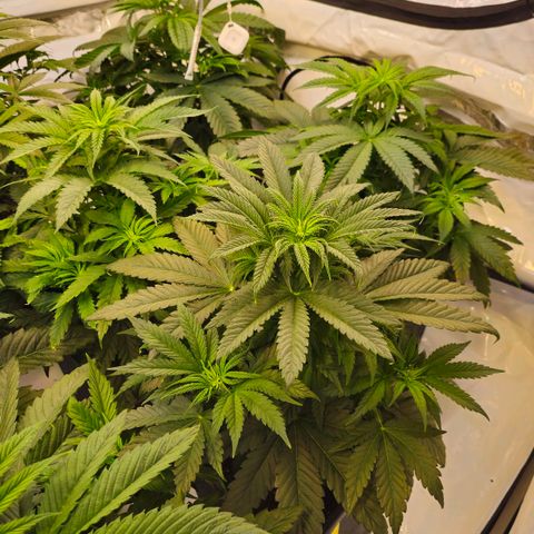 Amnesia  #2 growlog timeline photo